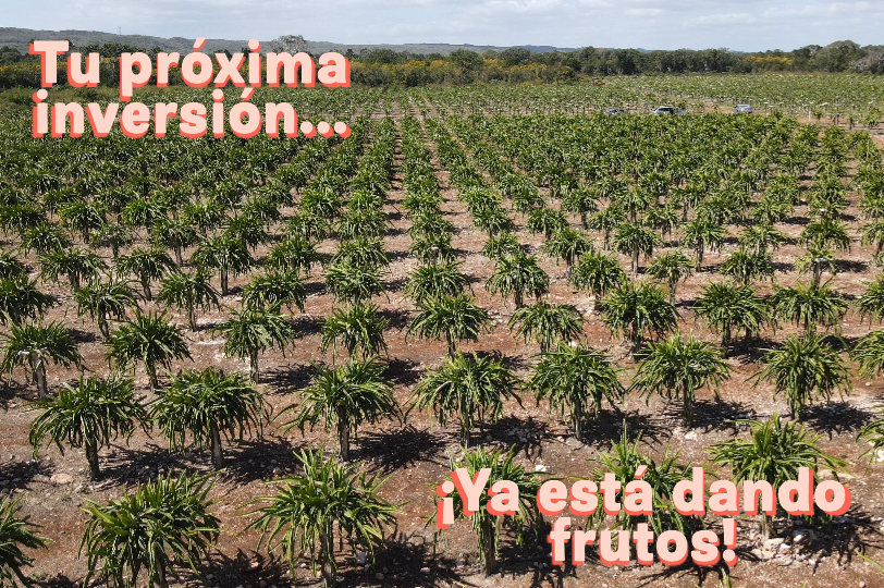 FOTO PLANTACION 1 FOTO PLANTACION 1
